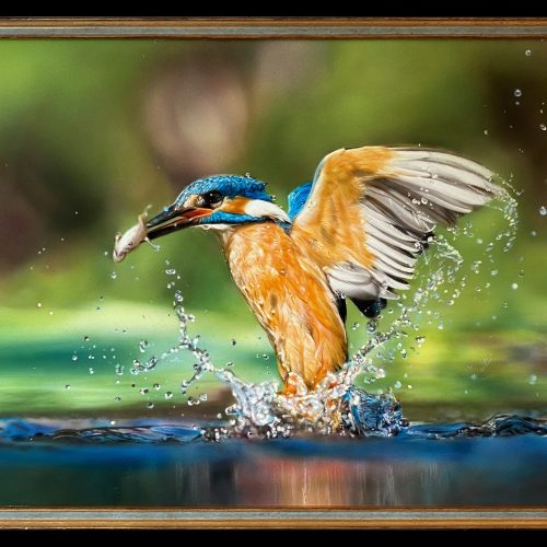 Common-Kingfisher-Framed Reinier Verduijn